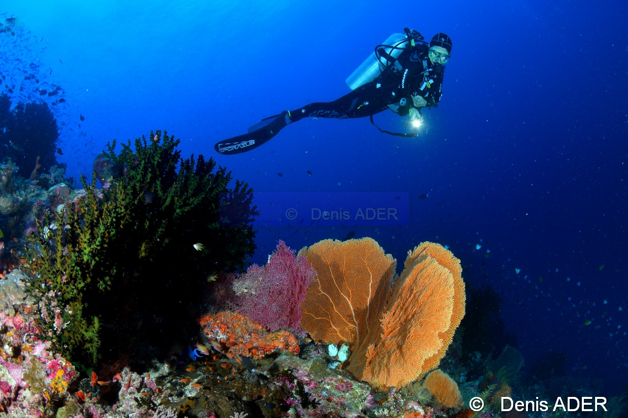 Tubastraea micrantha-Catherine Ambiance  Tomia Ali Reef -18m-20180526-Denis-ADER-DSC_0777_tn.jpg